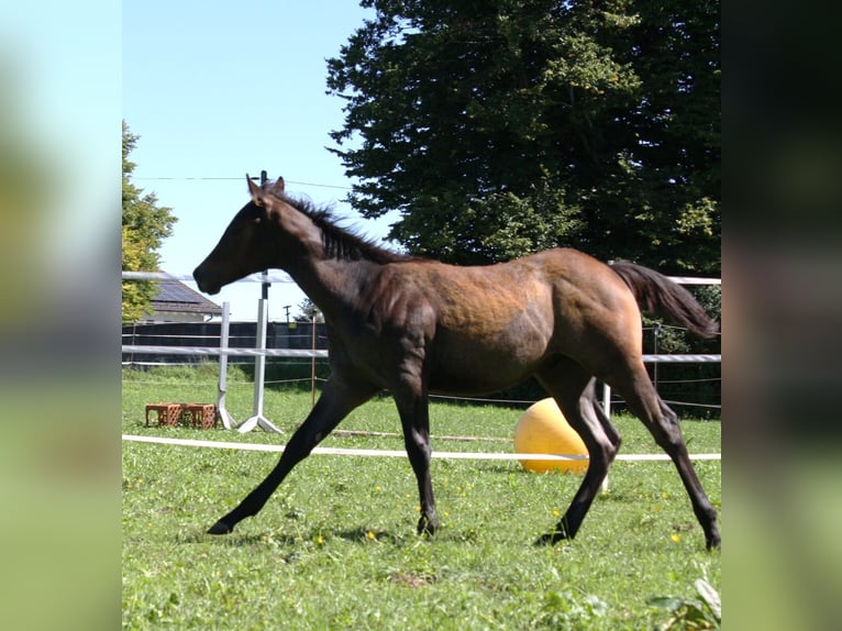 American Quarter Horse Hengst Fohlen (05/2025) 160 cm Roan-Bay in Geretsried