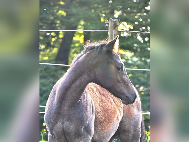 American Quarter Horse Hengst Fohlen (05/2025) 160 cm Roan-Bay in Geretsried