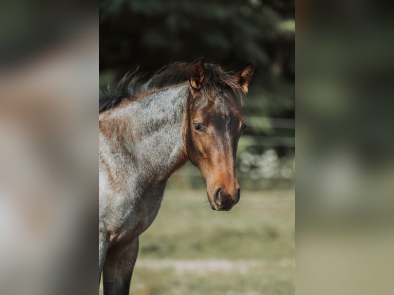 American Quarter Horse Hengst Fohlen (04/2024) 160 cm Roan-Bay in Mittenwalde