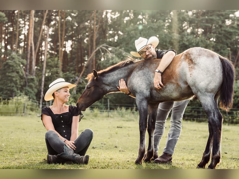 American Quarter Horse Hengst Fohlen (04/2024) 160 cm Roan-Bay in Mittenwalde