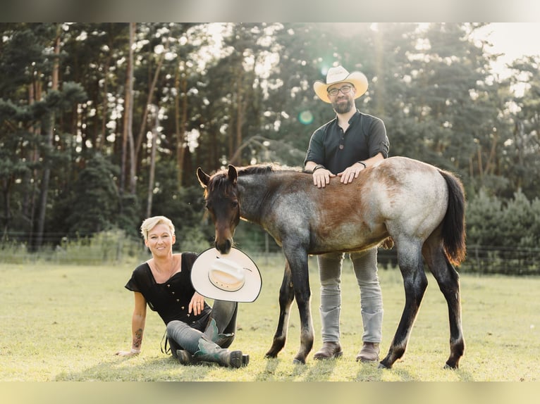 American Quarter Horse Hengst Fohlen (04/2024) 160 cm Roan-Bay in Mittenwalde