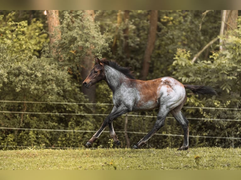 American Quarter Horse Hengst Fohlen (04/2024) 160 cm Roan-Bay in Mittenwalde