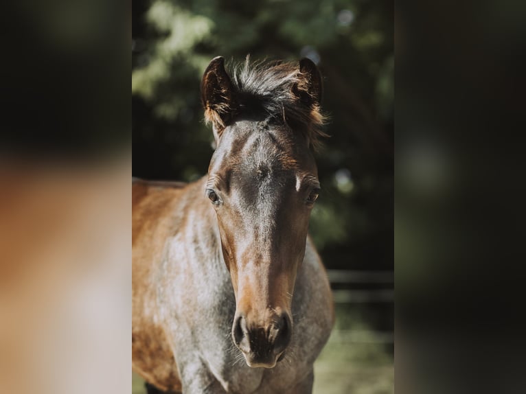 American Quarter Horse Hengst Fohlen (04/2024) 160 cm Roan-Bay in Mittenwalde