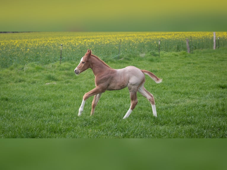 American Quarter Horse Hengst Fohlen (04/2026) 160 cm Roan-Red in Marklohe
