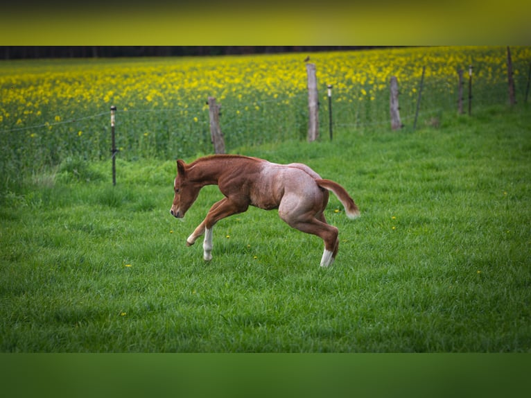 American Quarter Horse Hengst Fohlen (04/2026) 160 cm Roan-Red in Marklohe