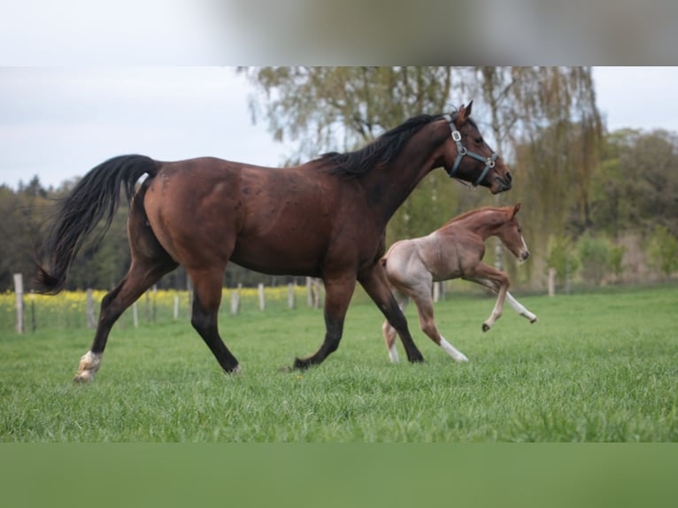 American Quarter Horse Hengst Fohlen (04/2026) 160 cm Roan-Red in Marklohe