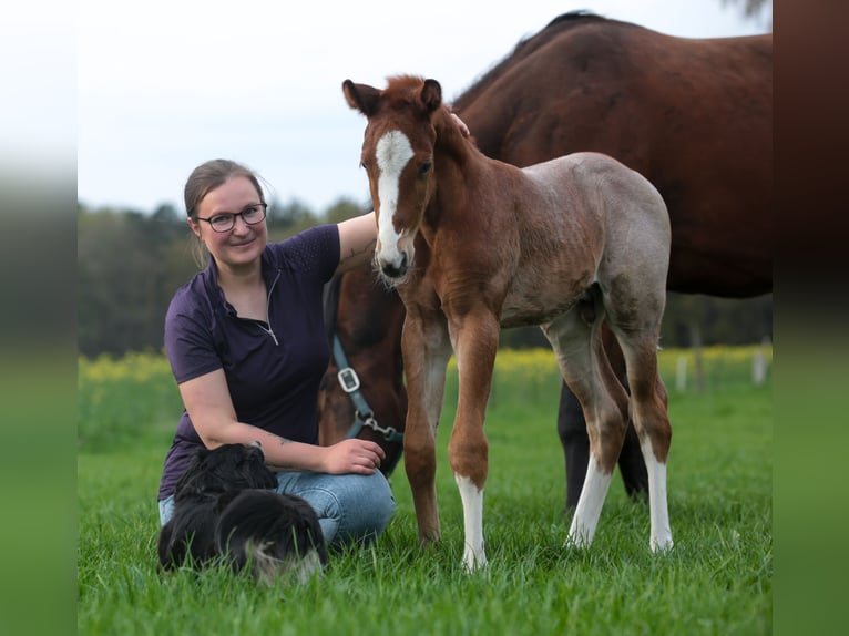 American Quarter Horse Hengst Fohlen (04/2026) 160 cm Roan-Red in Marklohe