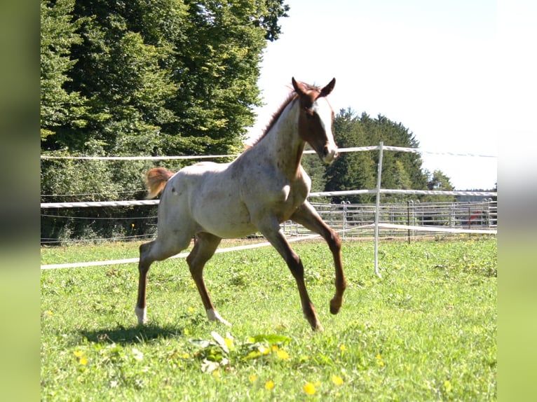 American Quarter Horse Hengst Fohlen (04/2025) 160 cm Roan-Red in Geretsried