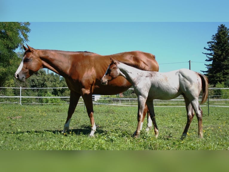 American Quarter Horse Hengst Fohlen (04/2025) 160 cm Roan-Red in Geretsried