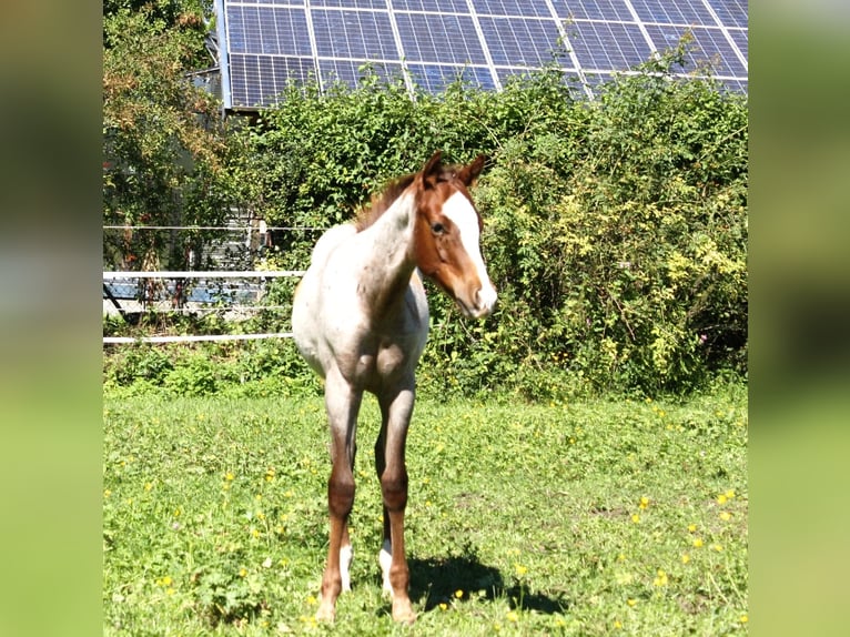 American Quarter Horse Hengst Fohlen (04/2025) 160 cm Roan-Red in Geretsried