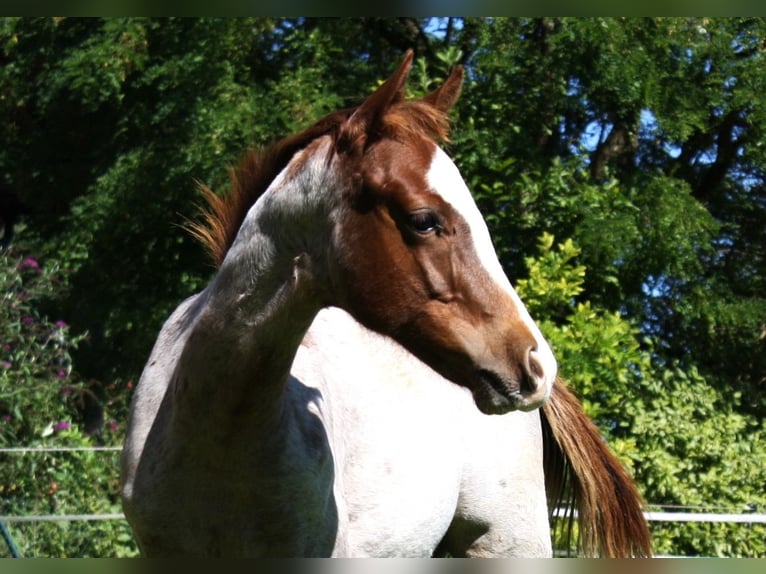 American Quarter Horse Hengst Fohlen (04/2025) 160 cm Roan-Red in Geretsried