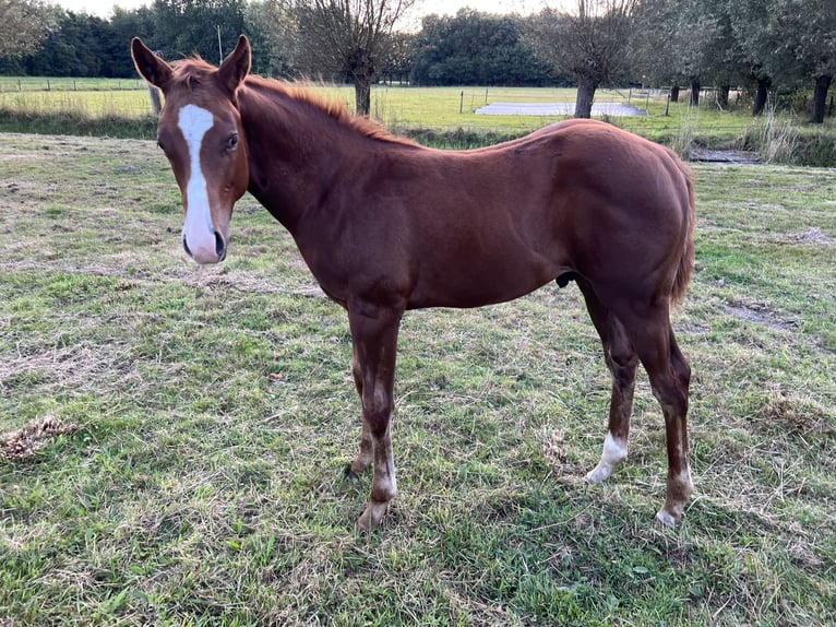 American Quarter Horse Hengst Fohlen (05/2025) 160 cm Rotbrauner in Brummen