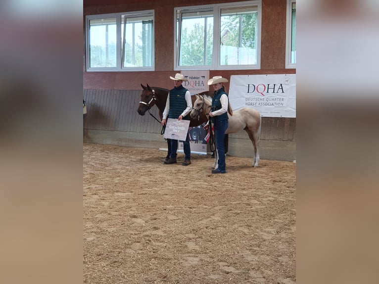 American Quarter Horse Hengst Fohlen (05/2025) 163 cm Palomino in Rheine