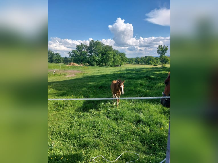 American Quarter Horse Hengst  Brauner in Pommiers en Forez