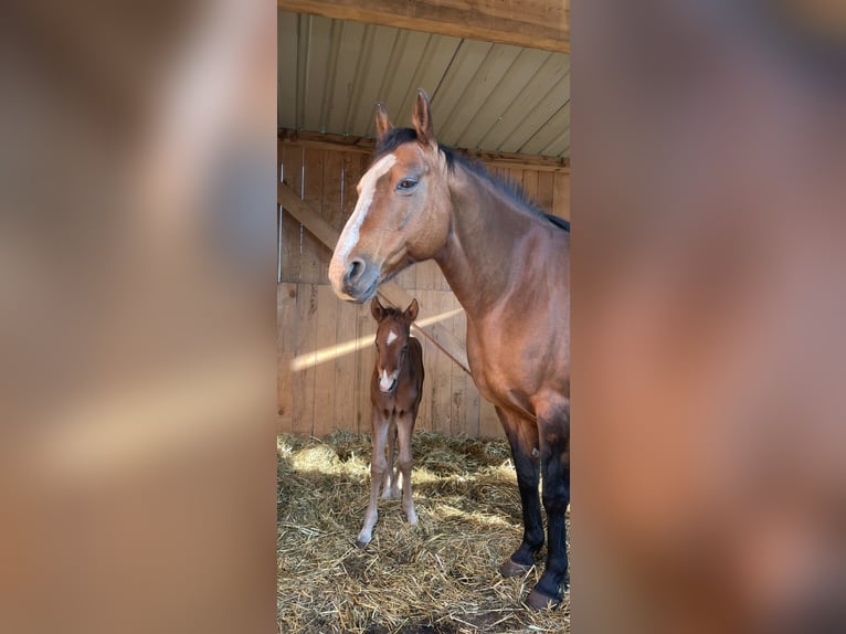 American Quarter Horse Hengst Fohlen (04/2026) Brauner in Althengstett