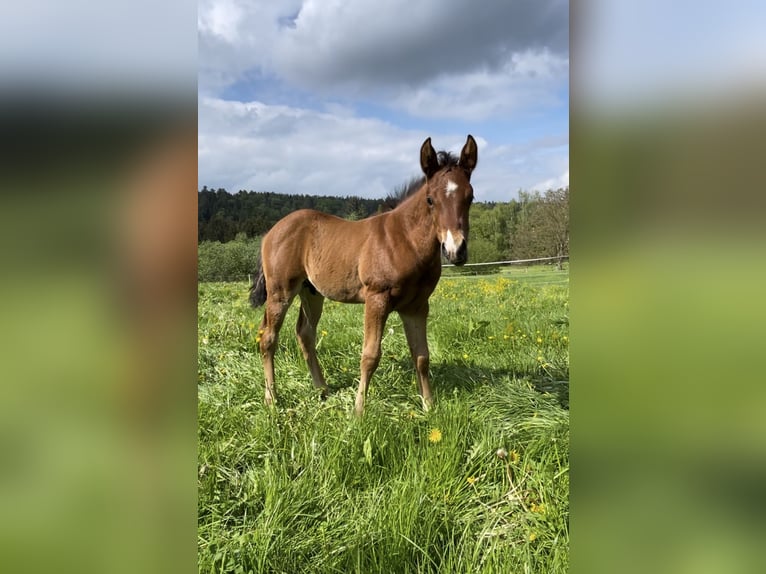 American Quarter Horse Hengst Fohlen (04/2026) Brauner in Althengstett