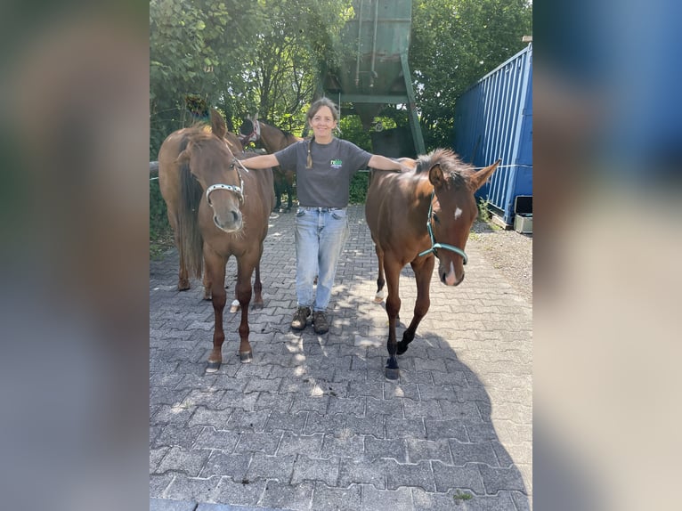 American Quarter Horse Hengst Fohlen (04/2026) Brauner in Althengstett
