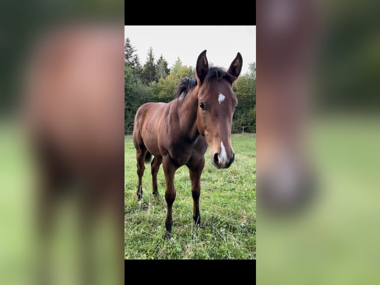 American Quarter Horse Hengst Fohlen (04/2026) Brauner in Althengstett