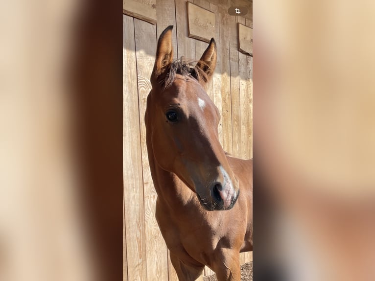 American Quarter Horse Hengst Fohlen (04/2026) Brauner in Althengstett
