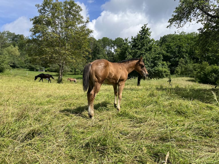 American Quarter Horse Hengst Fohlen (03/2024) Brauner in Rosenfeld