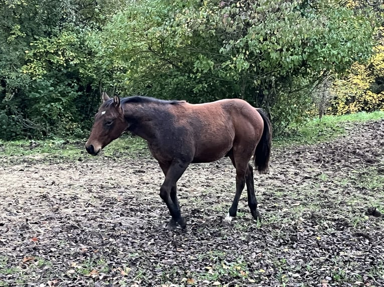 American Quarter Horse Hengst Fohlen (03/2024) Brauner in Rosenfeld