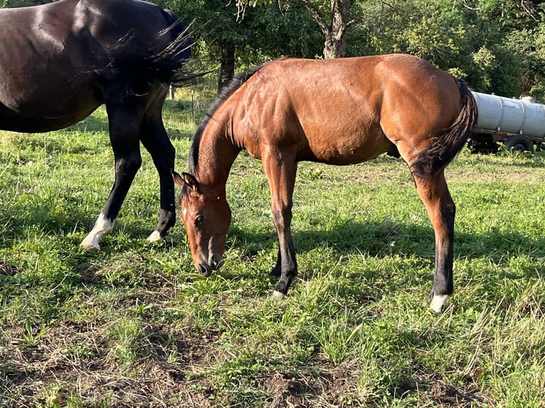 American Quarter Horse Hengst Fohlen (03/2024) Brauner in Rosenfeld