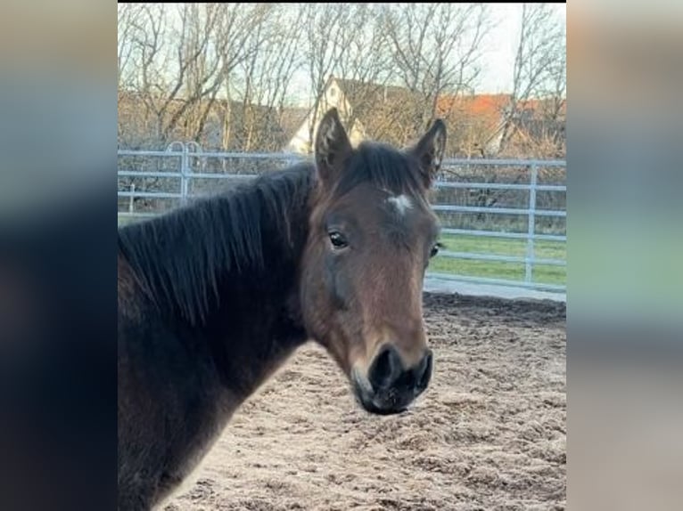 American Quarter Horse Hengst  Brauner in Rosenfeld