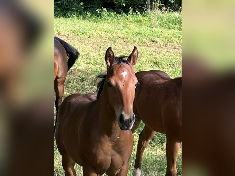 American Quarter Horse Hengst Fohlen (03/2024) Brauner in Rosenfeld