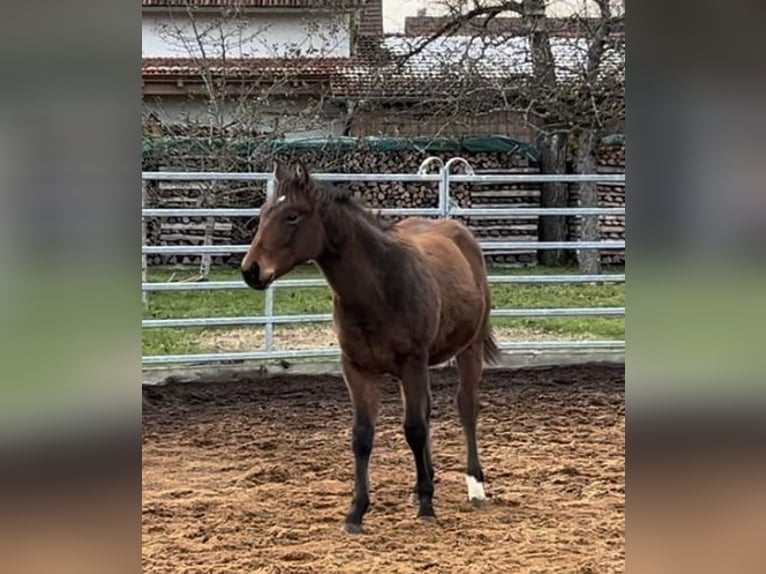 American Quarter Horse Hengst  Brauner in Rosenfeld