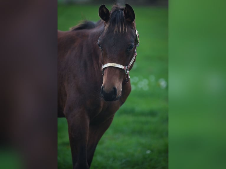 American Quarter Horse Hengst Fohlen (03/2025) Brauner in Marklohe