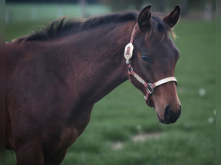American Quarter Horse Hengst Fohlen (03/2025) Brauner in Marklohe