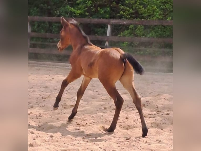 American Quarter Horse Hengst Fohlen (04/2026) Brauner in Gerabronn