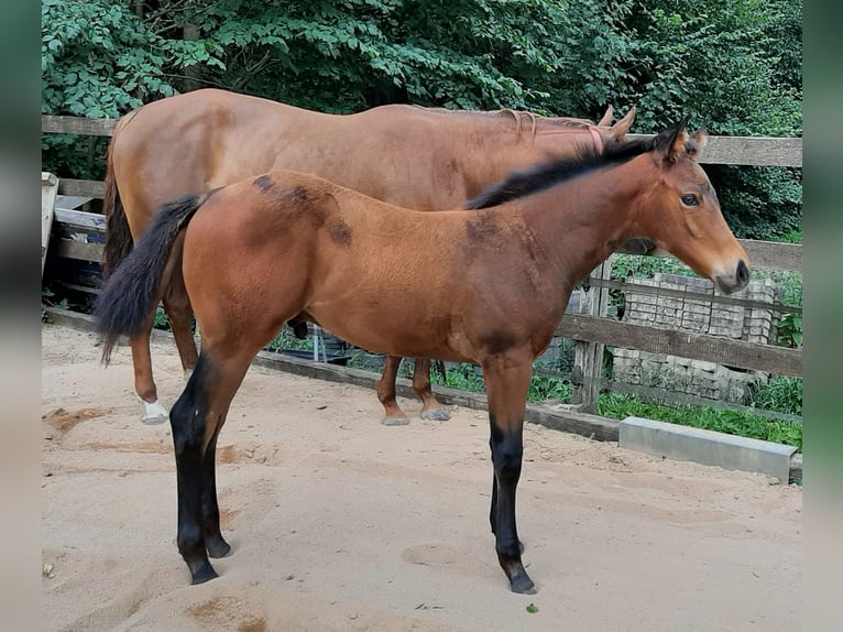 American Quarter Horse Hengst Fohlen (04/2026) Brauner in Gerabronn