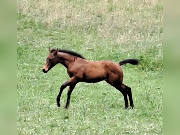 American Quarter Horse Hengst Fohlen (04/2026) Brauner in Gerabronn