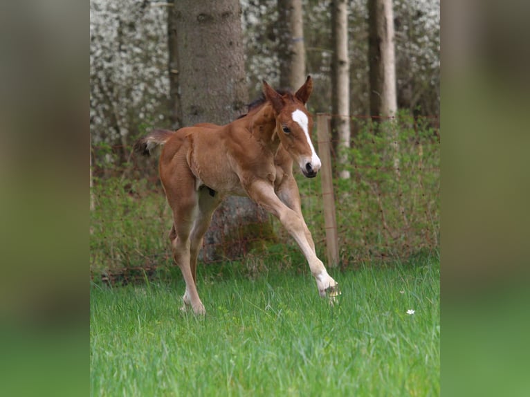 American Quarter Horse Hengst Fohlen (03/2024) Brauner in Rosenfeld