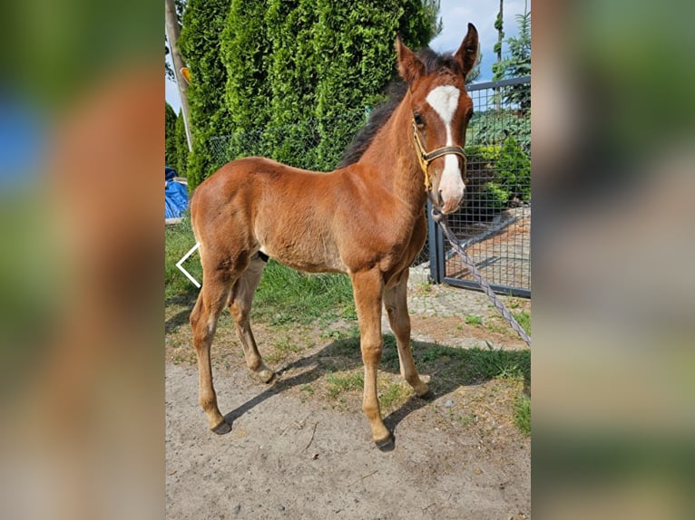 American Quarter Horse Mix Hengst Fohlen (04/2024) Brauner in Januszkowice