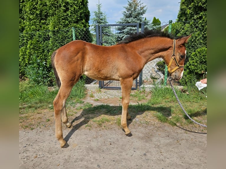 American Quarter Horse Mix Hengst Fohlen (04/2024) Brauner in Januszkowice