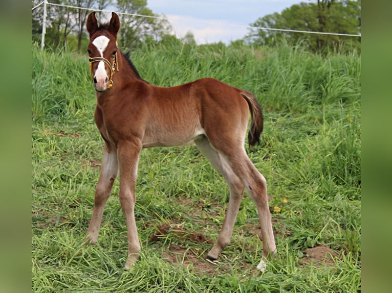 American Quarter Horse Mix Hengst Fohlen (04/2024) Brauner in Januszkowice