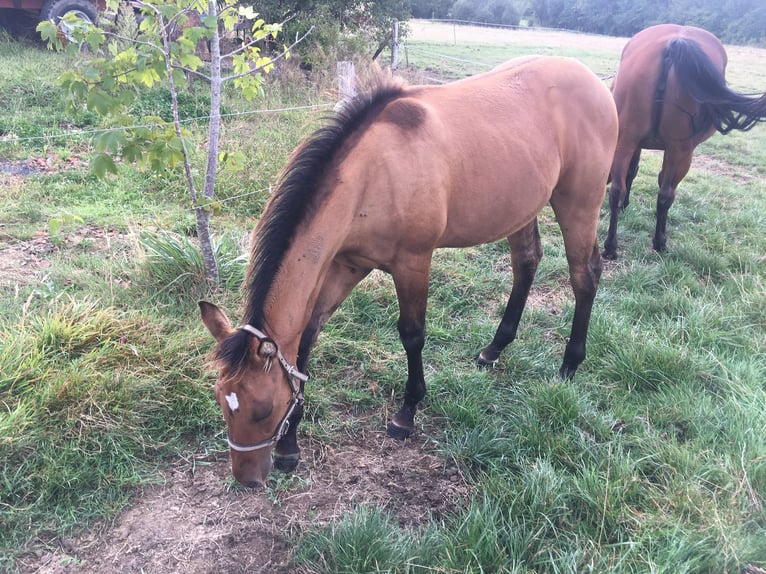 American Quarter Horse Hengst Fohlen (04/2024) Braunfalbschimmel in Petit-Réderching