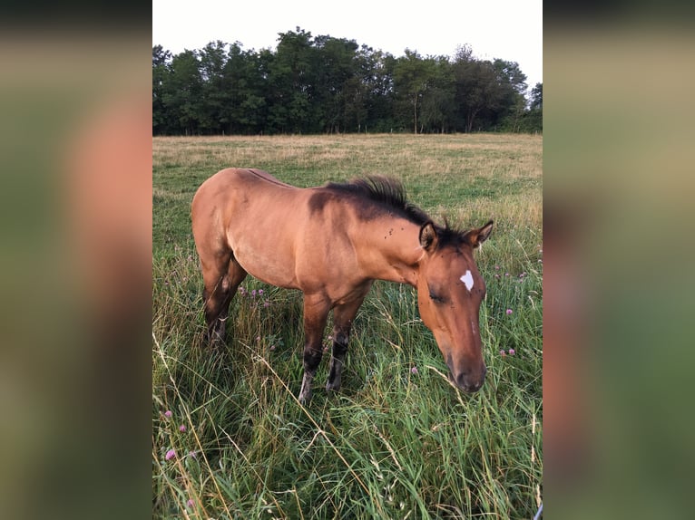 American Quarter Horse Hengst Fohlen (04/2024) Braunfalbschimmel in Petit-Réderching