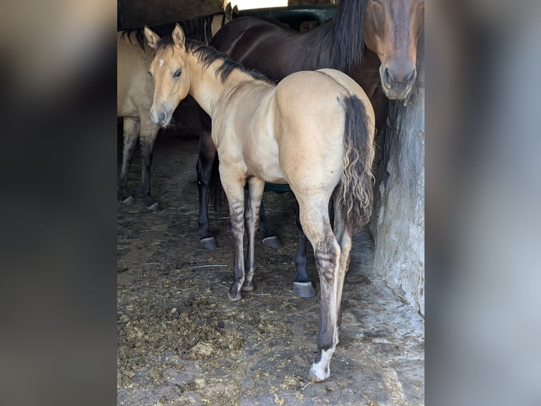 American Quarter Horse Hengst Fohlen (05/2026) Buckskin in Beaulieu