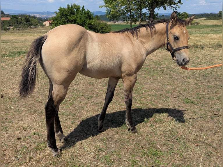 American Quarter Horse Hengst Fohlen (05/2026) Buckskin in Beaulieu
