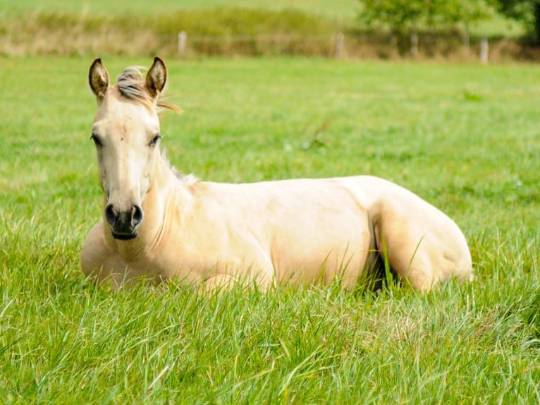 American Quarter Horse Hengst Fohlen (04/2026) Buckskin in Herzberg am Harz