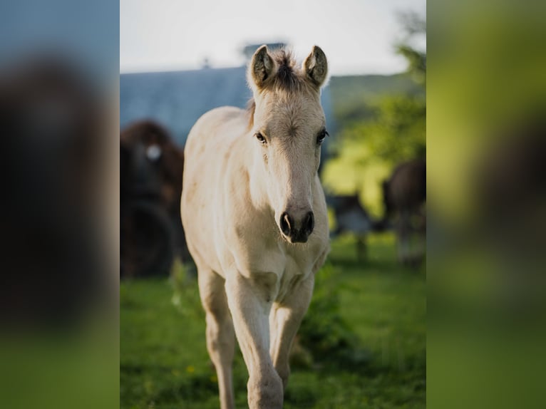 American Quarter Horse Hengst Fohlen (04/2026) Buckskin in Herzberg am Harz