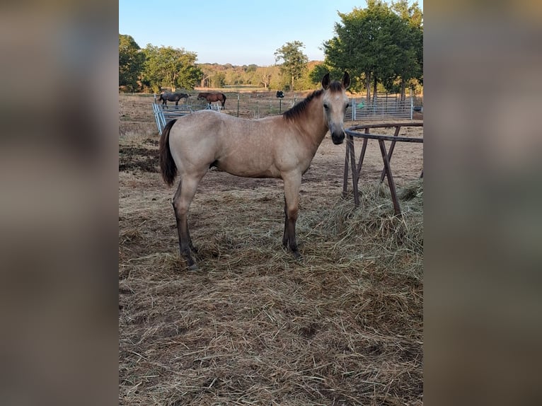 American Quarter Horse Hengst Fohlen (05/2026) Buckskin in Ash Flat, AR