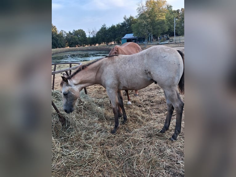 American Quarter Horse Hengst Fohlen (05/2026) Buckskin in Ash Flat, AR