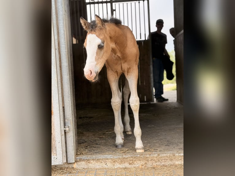 American Quarter Horse Hengst Fohlen (04/2026) Buckskin in Pram