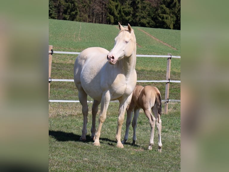 American Quarter Horse Hengst Fohlen (03/2026) Buckskin in Schlammersdorf-Moos