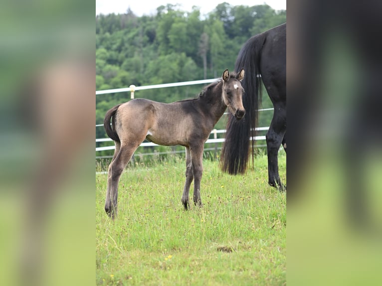 American Quarter Horse Hengst  Buckskin in Wilhelmsthal
