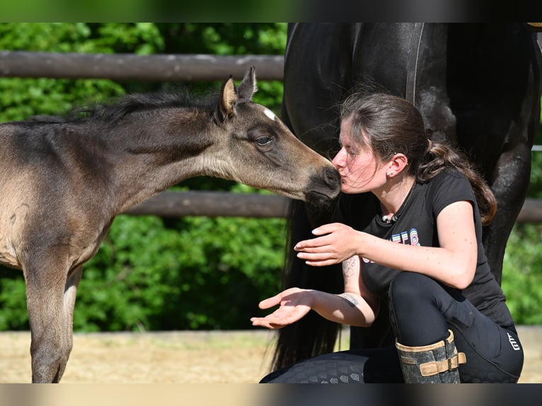 American Quarter Horse Hengst  Buckskin in Wilhelmsthal